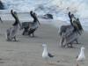 Pelikanen op het strand