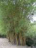 Bamboe
