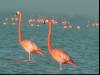 The Flamingos I