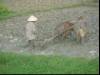 Ploegen voor de volgende rijstplant
