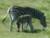 Zebra en jong