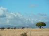 Struisvogels op een leeg tarweveld
